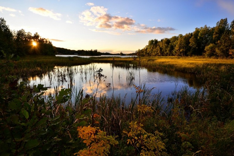 landscape-water-lake-nature-marsh-trees